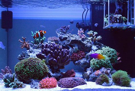 saltwater fish tank|The 11 best saltwater fish ideas for a 10.
